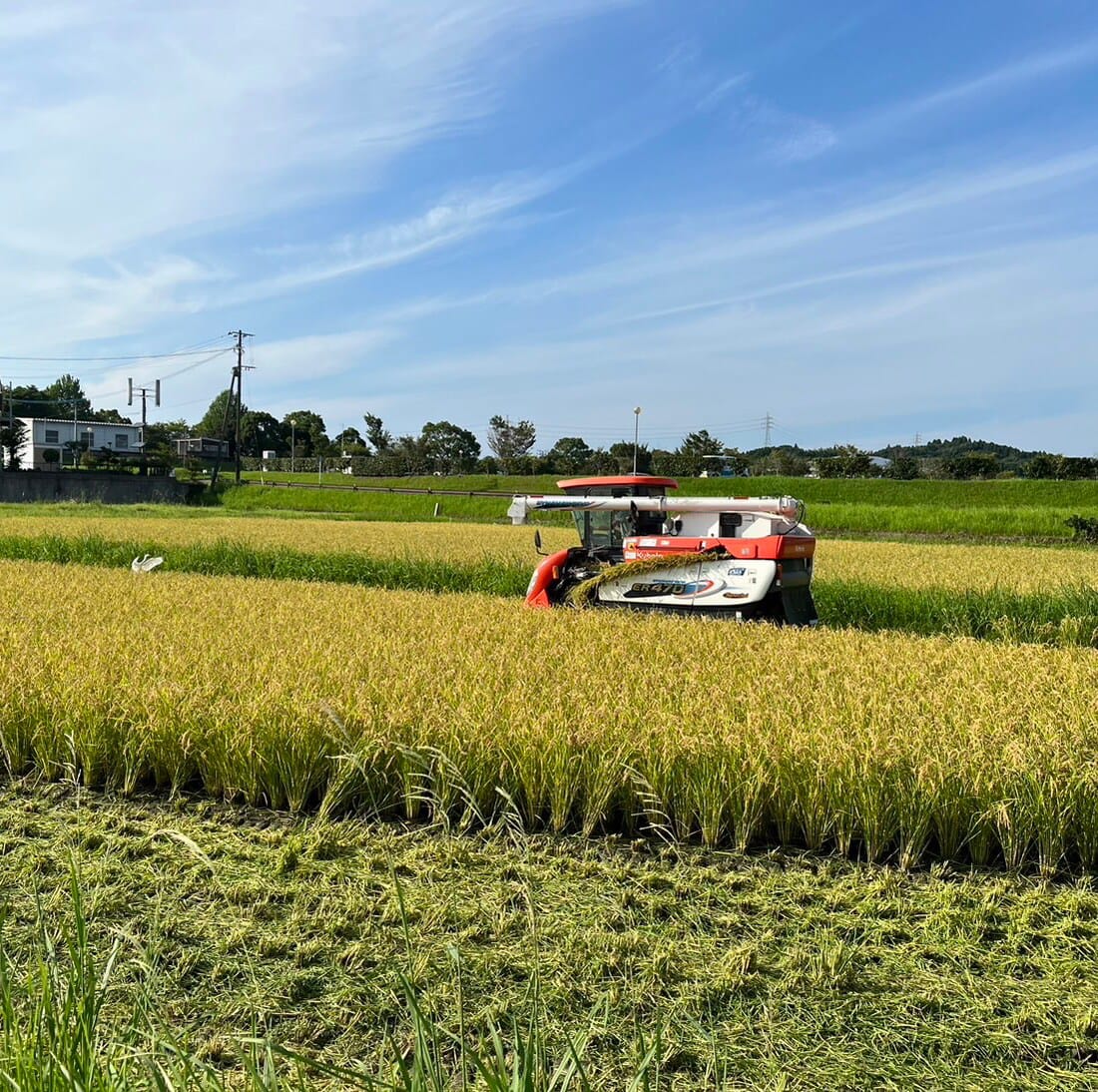 ２Kg「太陽ミルキークイーン」【有機JAS認定】 - 画像 (5)